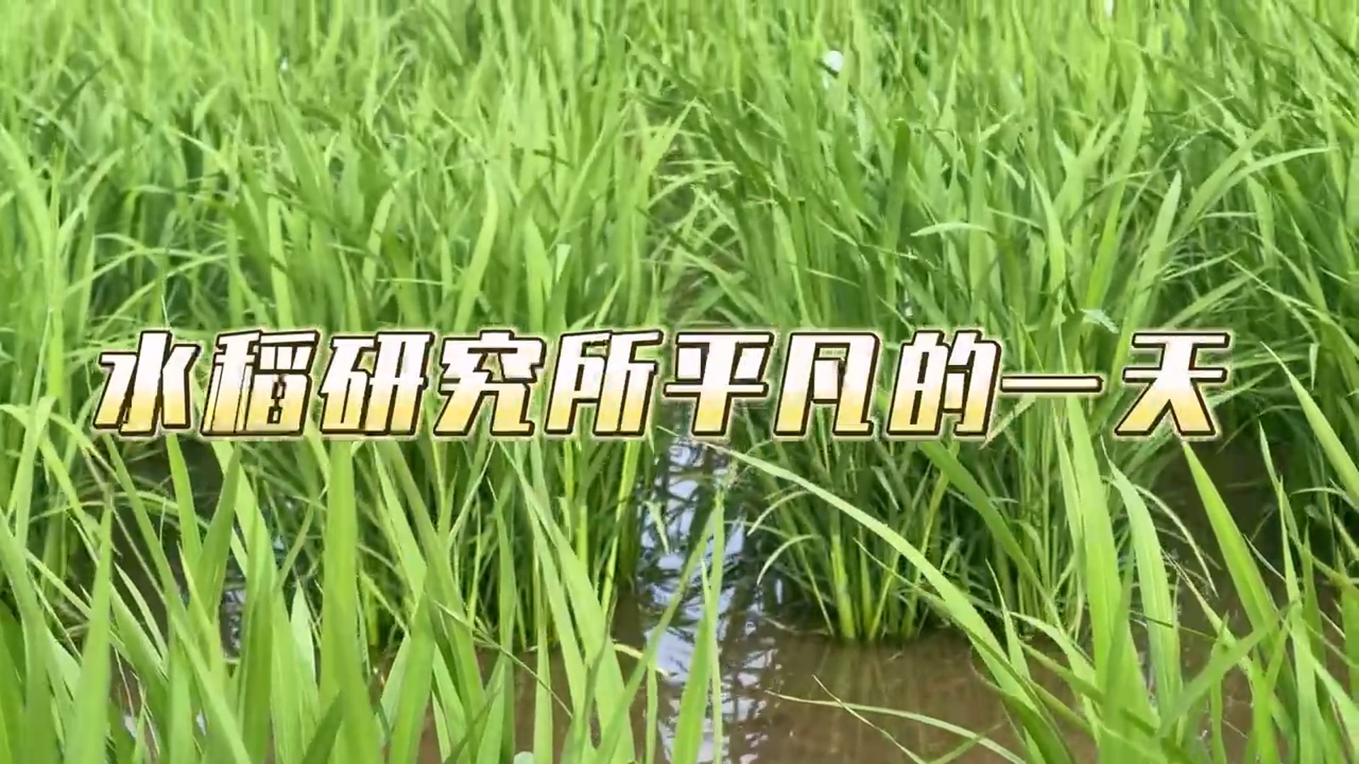 ˮоƽһ