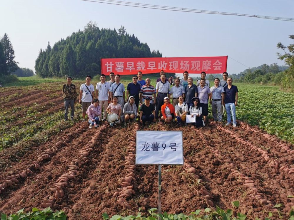 甘薯早栽早收机械化示范现场观摩会在西充召开