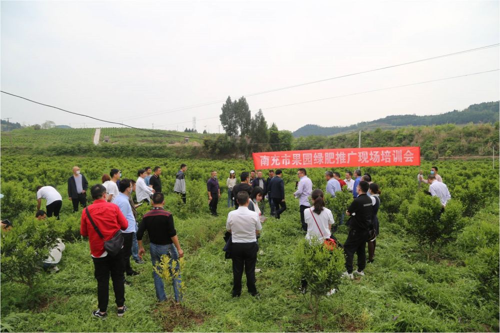 绿肥助推我市晚熟柑橘产业健康发展