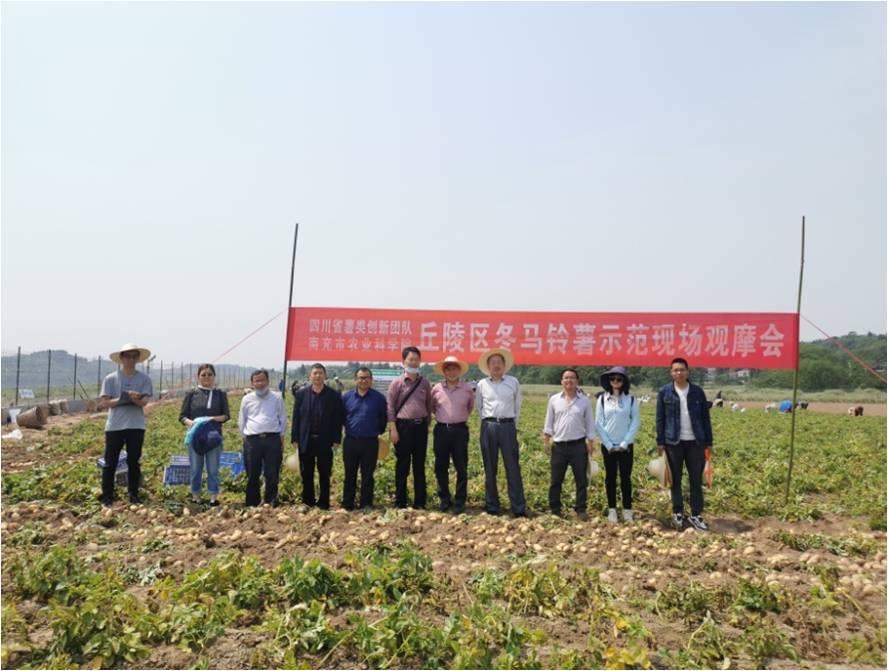 我院《丘陵区旱地冬马铃薯高产栽培集成示范项目》通过验收