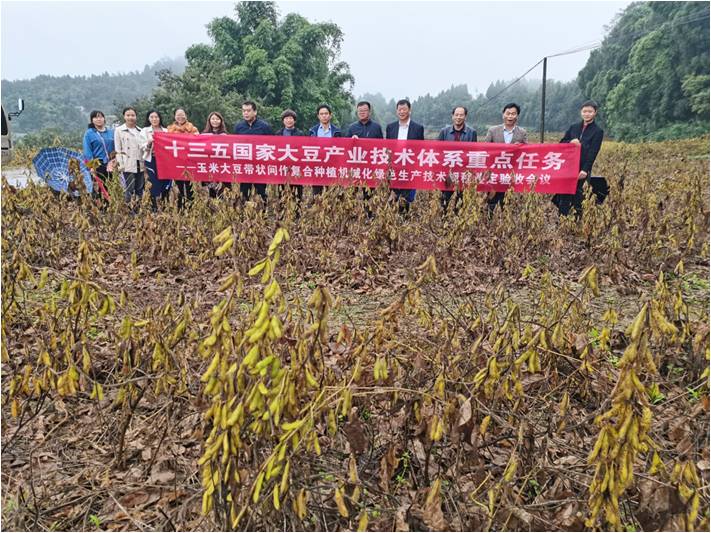 带状间套作南夏豆25机械化绿色生产技术规程通过专家鉴定验收